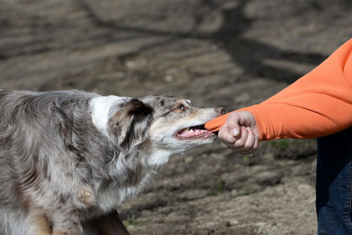 MLB-article-on-dog-owners-responsibility